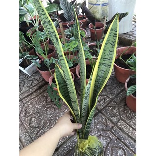 Cây lưỡi hổ cao viền vàng ( lưỡi hổ viền vàng Việt Nam)
