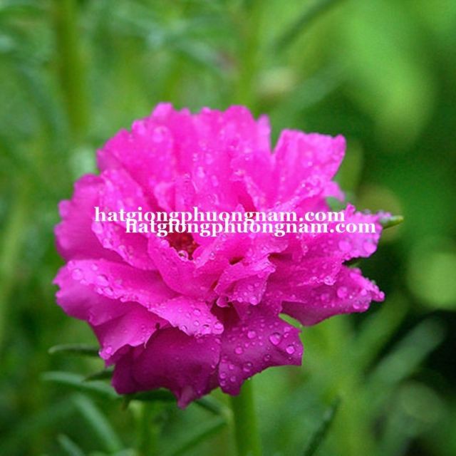 GÓI 200 HẠT GIỐNG HOA MƯỜI GIỜ MỸ KÉP ĐẾN MÙA TRỒNG TẾT luckyseed hạt siêu rẻ