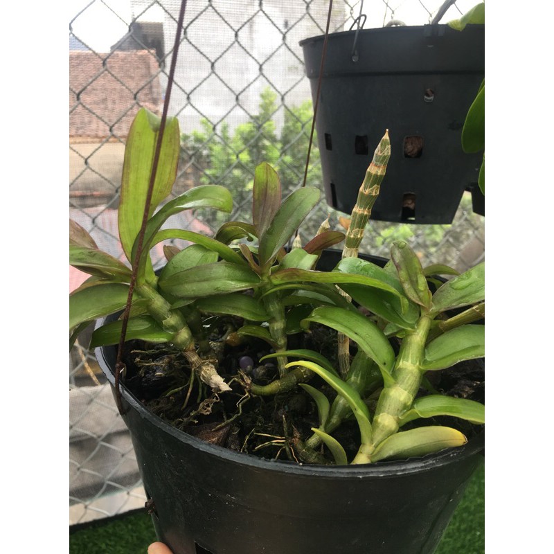 phong lan phi điệp Hoà Bình (kie 5-7cm)