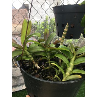 phong lan phi điệp Hoà Bình (kie 5-7cm)