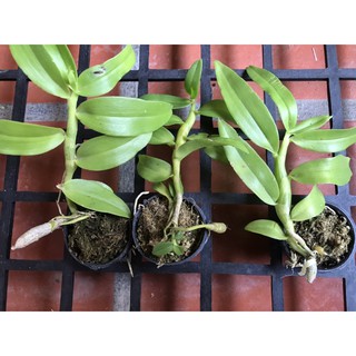 Trầm blue lai hoàng thảo vôi
