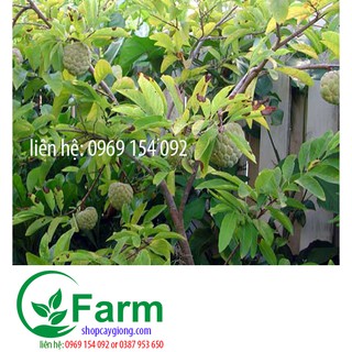 Combo 02 cây na dai