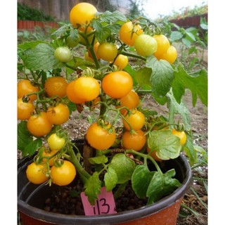 Hạt giống cà chua bonsai vàng - gói 30 hạt