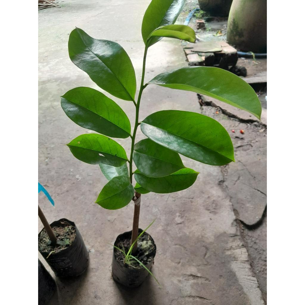 Cây giống Mãng Cầu Xiêm Thái , cây giao như ảnh chụp