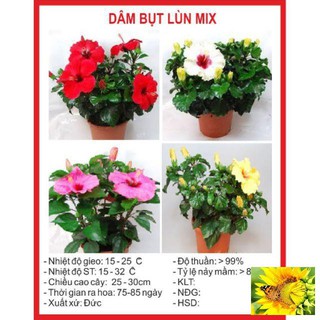 Hạt giống hoa dâm bụt lùn - 5 Hạt