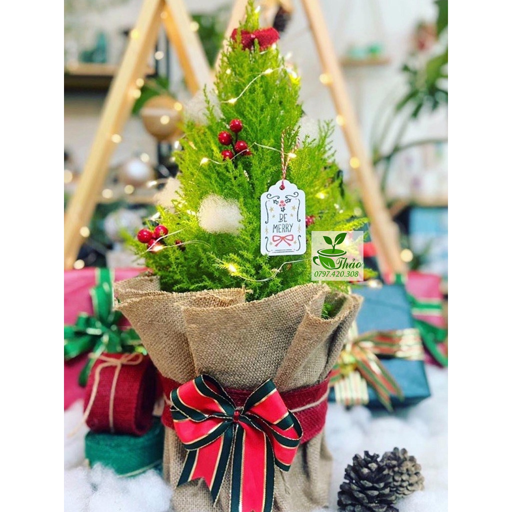 (Cây giáng sinh mini) Cây tùng thơm trang trí noel