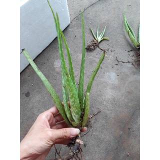 combo 5 cây nha đam (thái hoặc mỹ)
