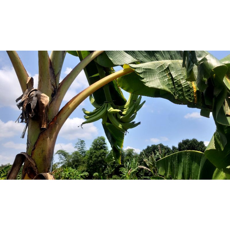 Chuối táo quạ 5 trái