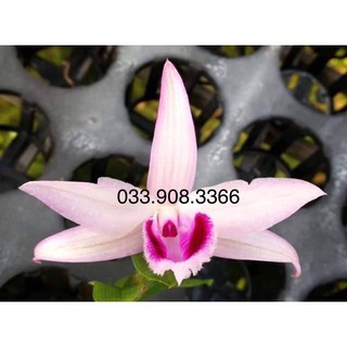 Hoa lan giả hạc ám