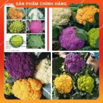 HẠT GIỐNG SUP LƠ NHIỀU MÀU 10H