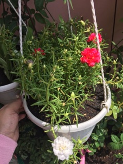 Chậu hoa mười giờ giỏ treo