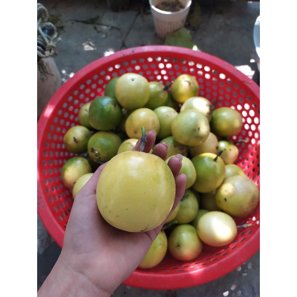 Cây giống chanh leo vàng ngọt - Hạt giống  - chanh vàng ngọt, giống khỏe, siêu trái