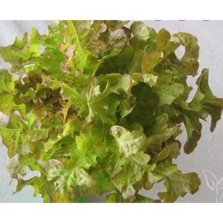 HẠT XÀ LÁCH SỒI ĐỎ OAKLEAF - GÓI 2 GRAM