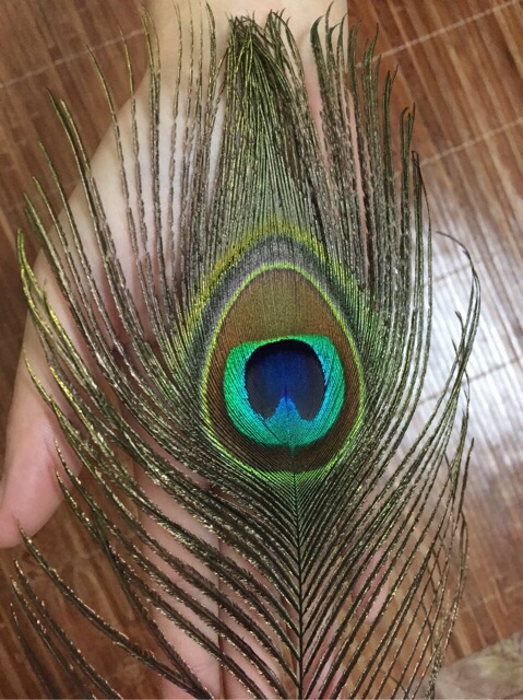 Combo 100 lông công xanh 95-100cm hàng ĐẸP sỉ | BigBuy360 - bigbuy360.vn