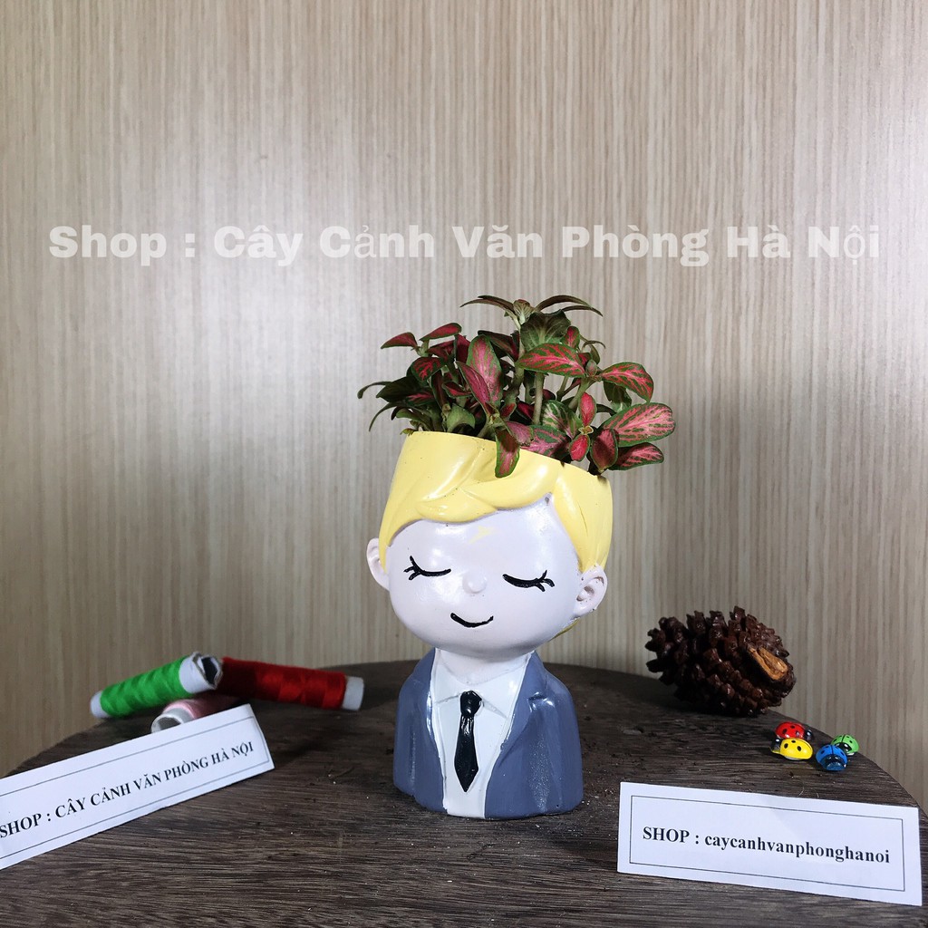 cây sen đá kèm chậu cây con trai áo vest