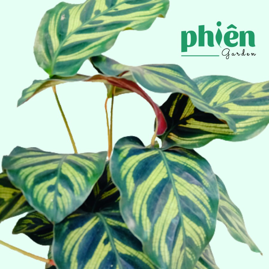 Cây Đuôi Công Đốm Xanh Calathea Makoyana để bàn kèm chậu gốm tráng men