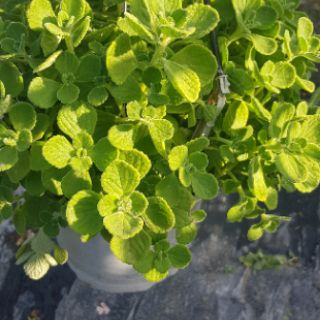 Sen Thơm Đuổi Muỗi Và Côn Trùng