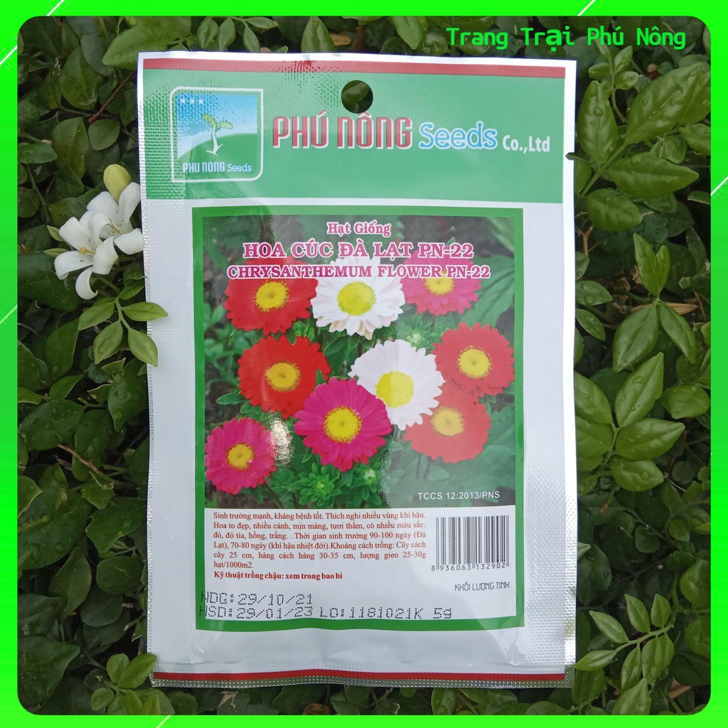 Hạt Giống Hoa Cúc Đà Lạt PN-22 - Gói 5g - Chrysanthemum Flower PN-22