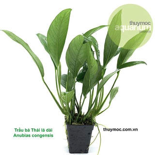 Trầu bà thái lá dài Thuỷ Mộc -Cây Thủy Sinh Gắn tản đá - Đẹp Dễ Sống cho hồ thuỷ sinh