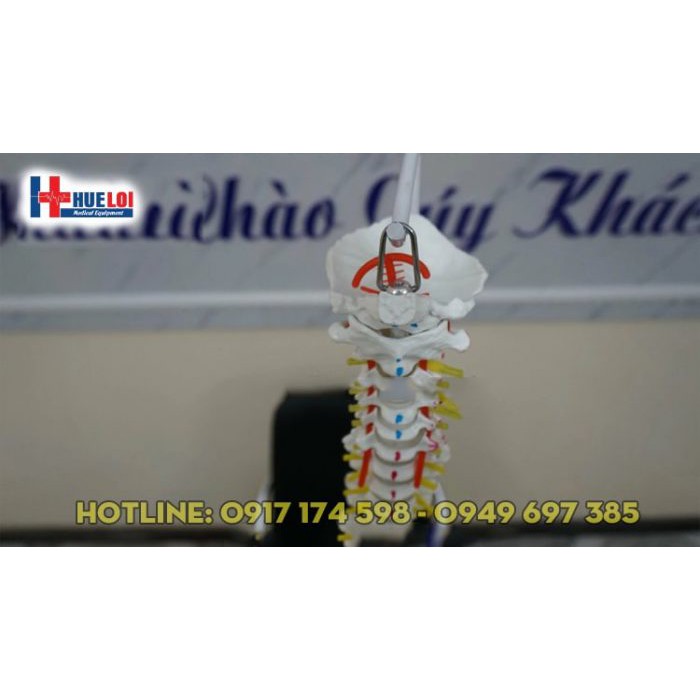 Mô hình xương cột sống , khung chậu 83cm  - mô hình xương
