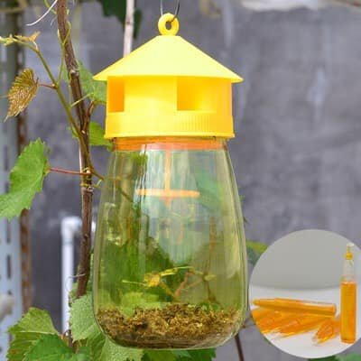 combo bẫy ruồi vàng- hũ diệt ruồi  vàng chất liệu nhựa tốt + thuốc dẫn dụ