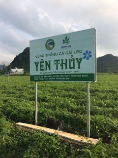 Cao cà gai leo yên thủy 100 gr