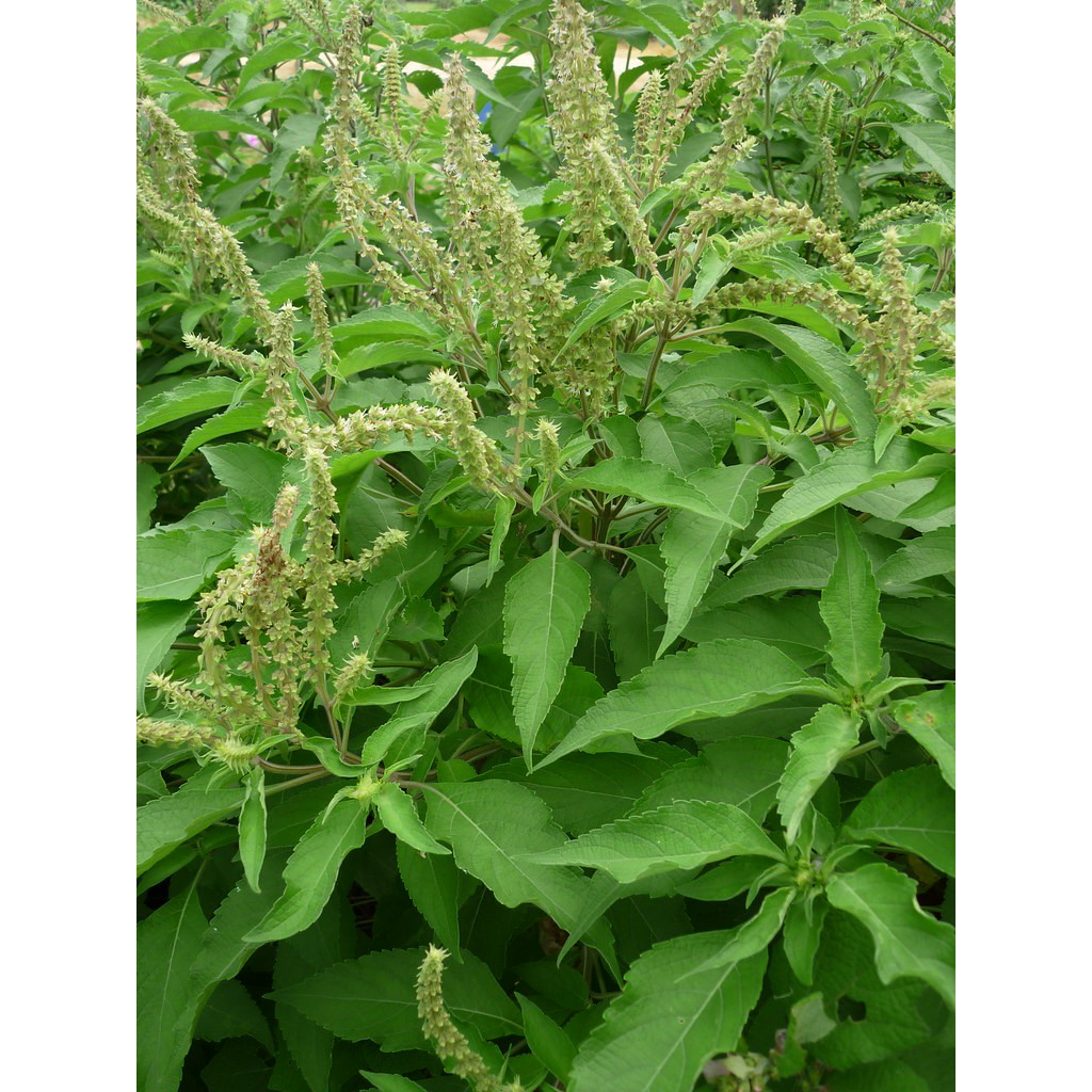 Tinh dầu Hương Nhu dưỡng tóc nguyên chất | BigBuy360 - bigbuy360.vn