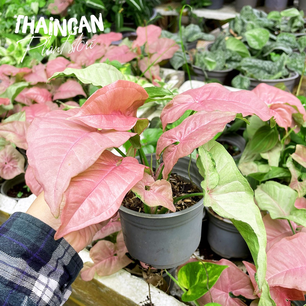 Trầu Bà Hồng Chậu Nhựa - Vườn Ươm Thái Ngân