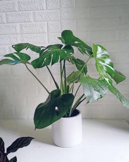 Trầu bà xẻ Monstera