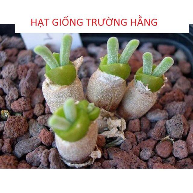 Hạt gióng cây tai thỏ mix màu 20 hạt