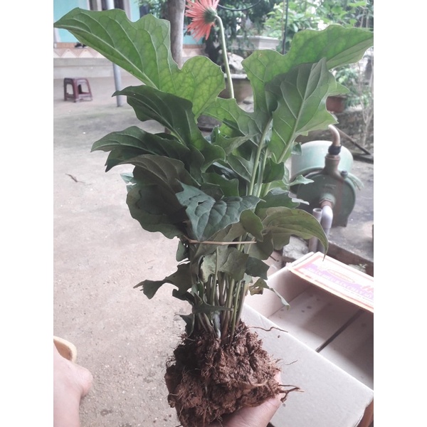 Cây hoa đồng tiền kép cổ ngày xưa