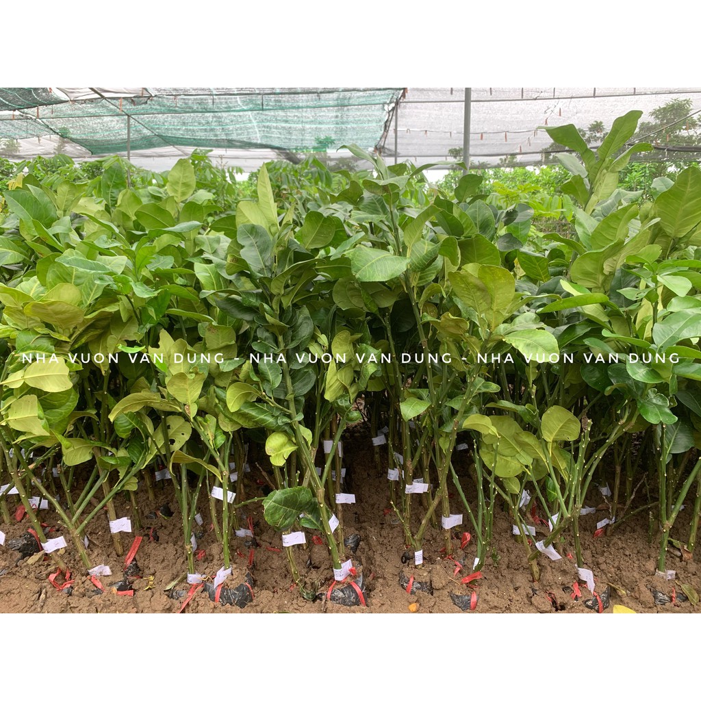 Cây giống bưởi da xanh, bưởi diễn, bưởi đỏ, bưởi năm roi, bưởi hoàng, bưởi tân lạc