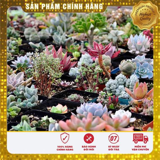 20 Hạt giống Sen đá Kim cương (tặng gói Kích nẩy mầm và Hướng dẫn) VIETSEED