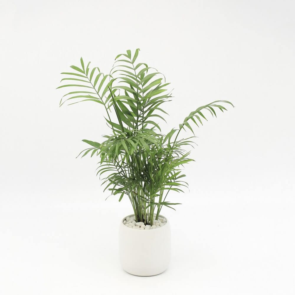 Cây Chamaedorea elegans Parlor Palm (Cau Tiểu Trâm) kèm chậu thuỷ sinh 2 lớp