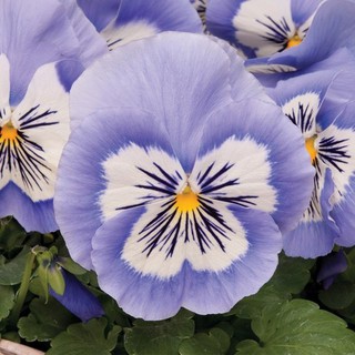 Hạt giống hoa pansy mix Viola - 100 hạt