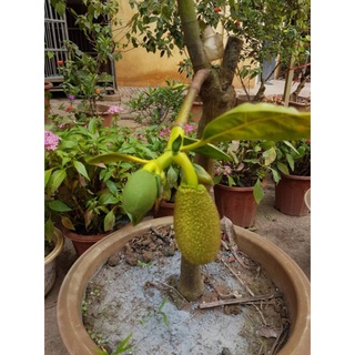 bầu cây mít thái siêu sớm, cây đẹp, cao 80cm.
