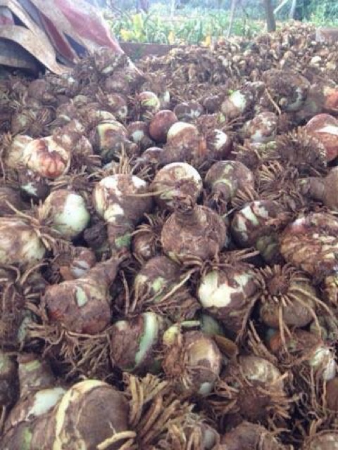 Lan Huệ màu hồng đào