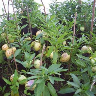 HẠT GIỐNG DƯA PEPINO