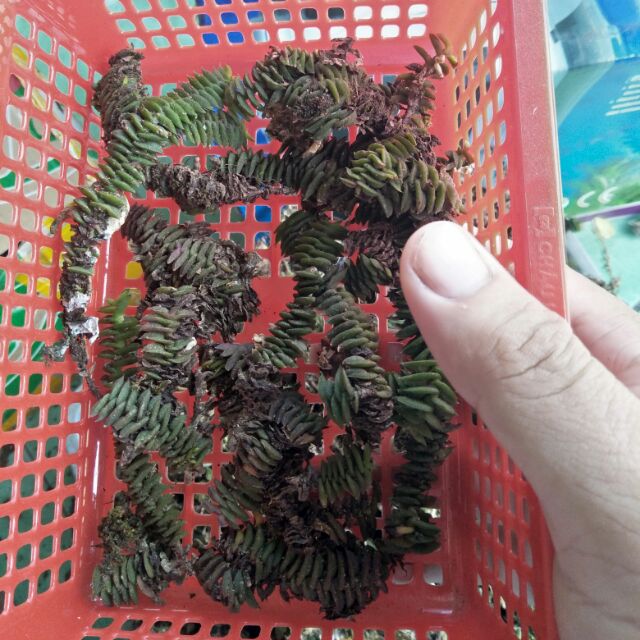 Khay lan chân rết 18*10