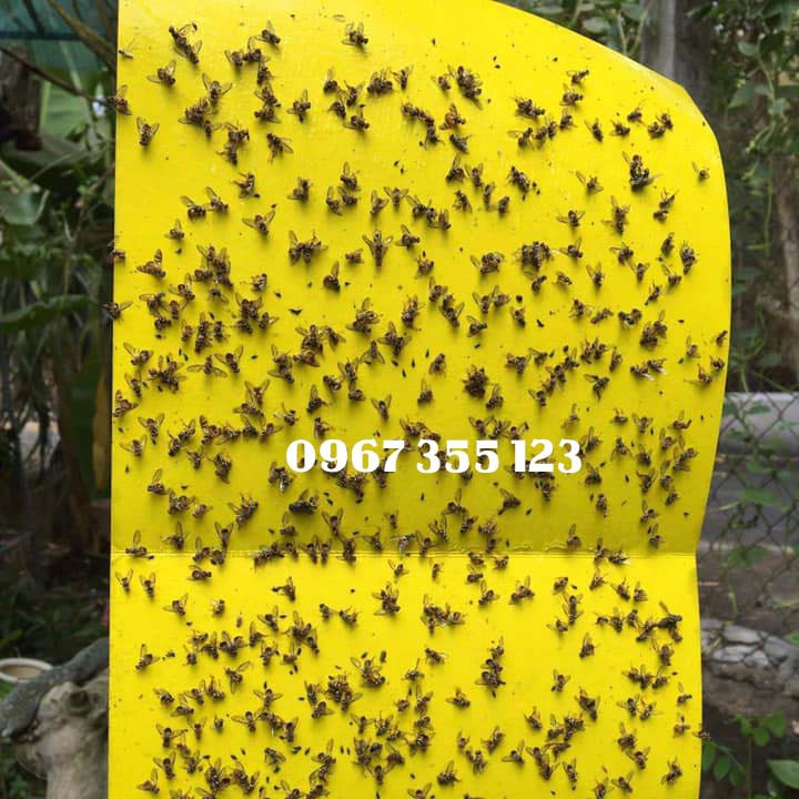 BẪY SIÊU DÍNH RUỒI VÀNG Bám Dính 2 Mặt, Kích thước 20 x 25cm