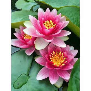 tranh đính full đá.Tranh hoa sen hồng tuyệt đẹp.