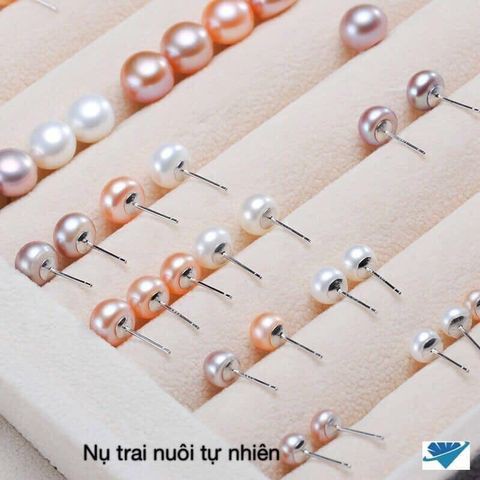 Bông nụ, nụ bạc gắn trai nuôi cao cấp, khuyên bạc bibi silver