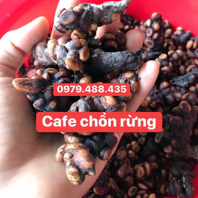 Cafe chồn đã rang