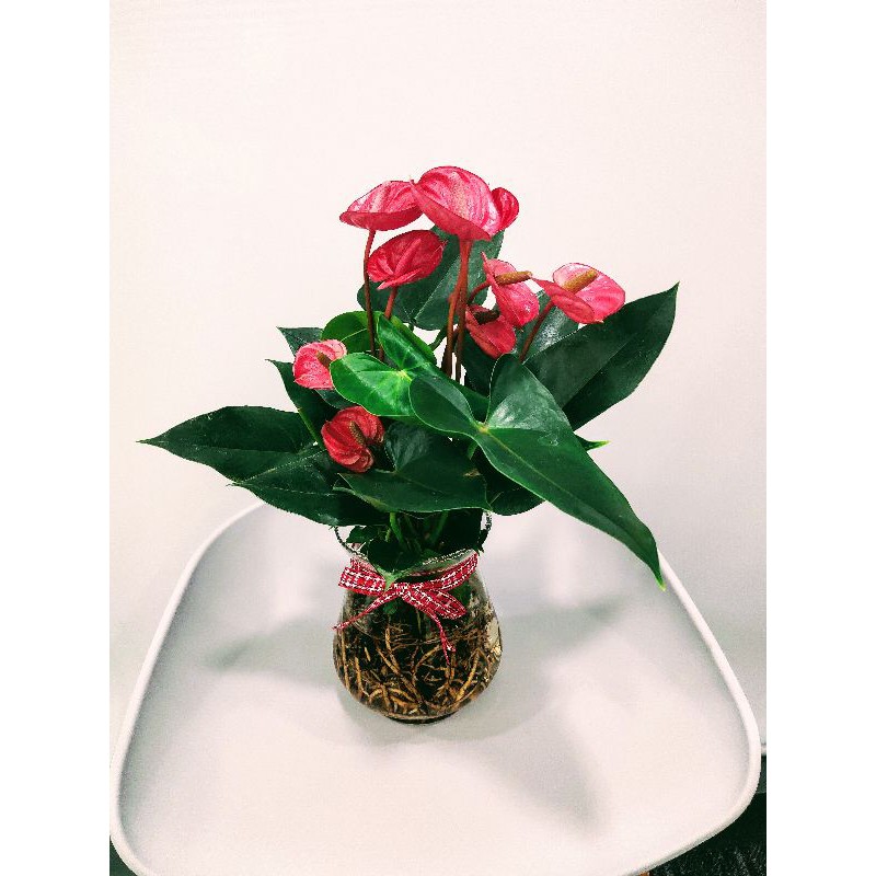 Cây Hồng Môn đỏ