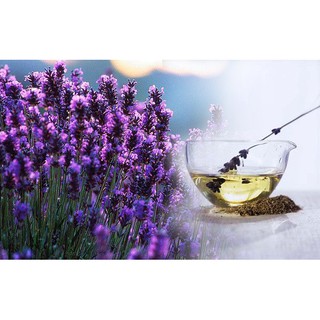 Thú cưng: Tinh dầu Oải hương 100ml làm thơm cho thú cưng