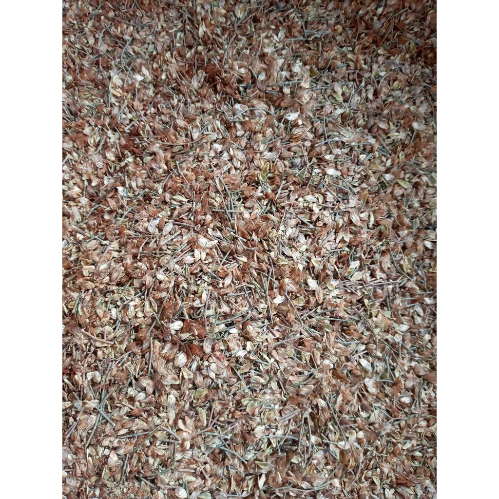 1kg Hạt giống phi lao