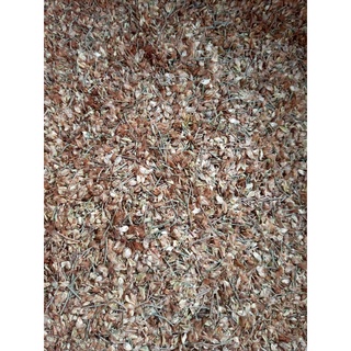1kg Hạt giống phi lao