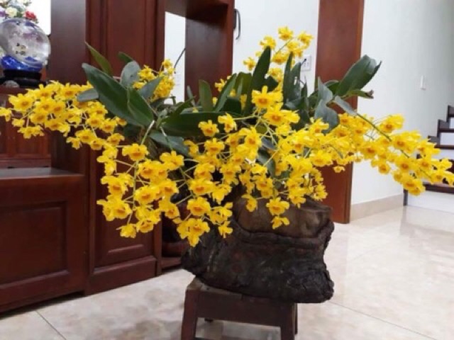Phong lan Sơn thuỷ tiên