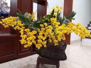 Phong lan Sơn thuỷ tiên (giò)