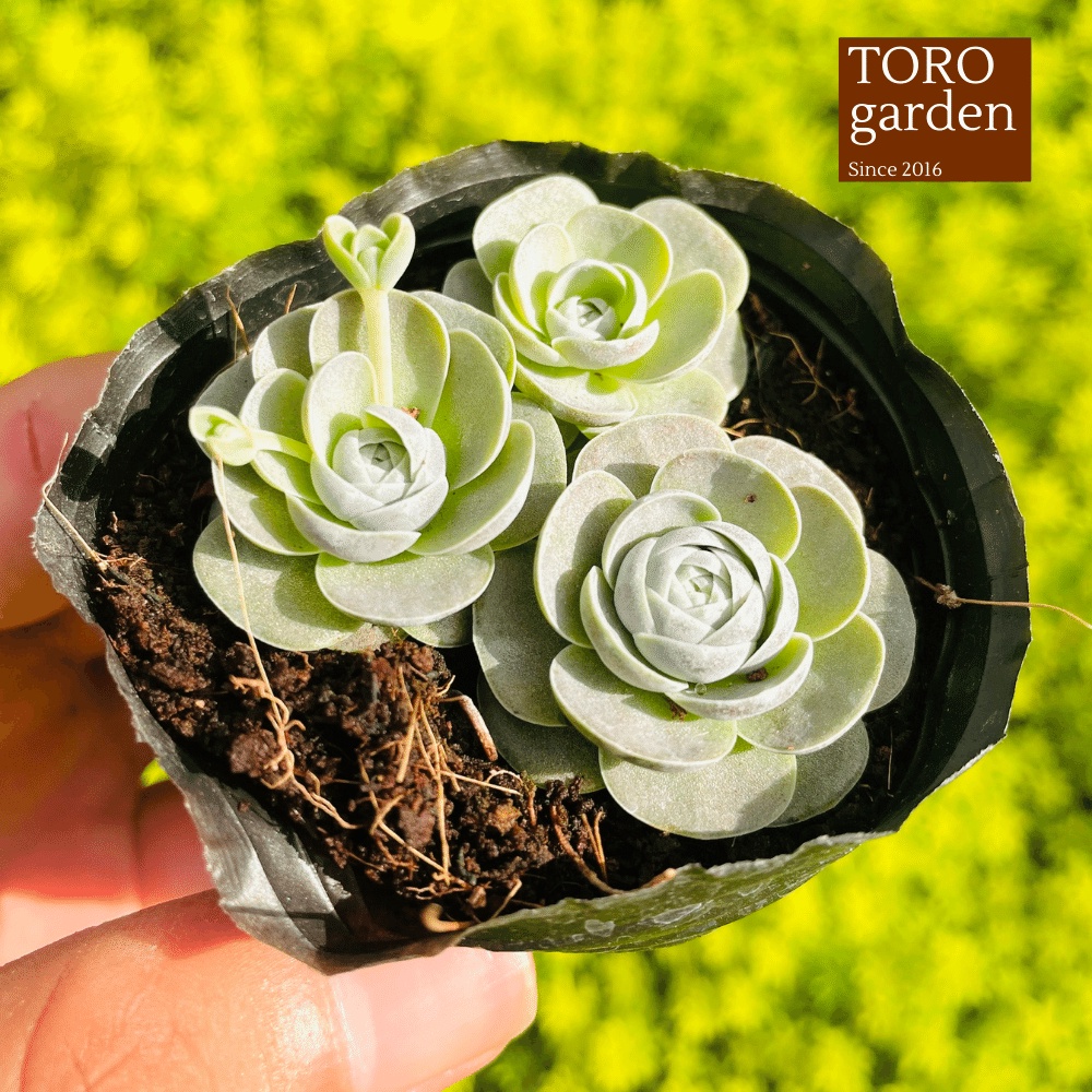 Sen đá dù tròn Đà Lạt size bé cây cảnh trang trí nhà cửa Toro garden